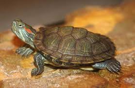 How to Maintain Healthy Diet for Turtles as Pets