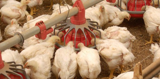 Poultry feed additives in detail