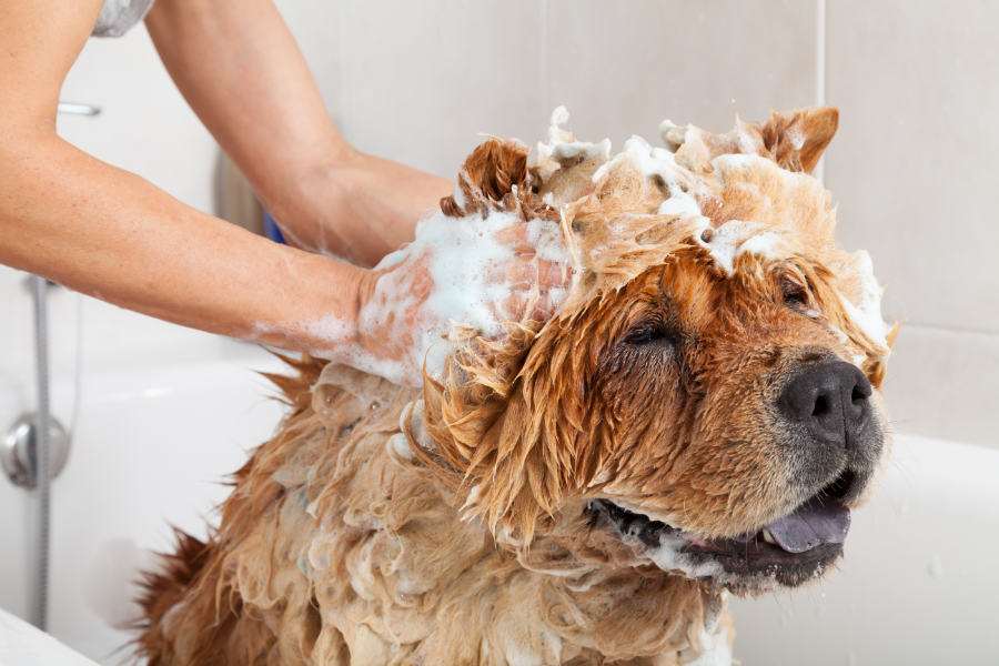 Unleashing Freshness: The Quest for the Best Dog Shampoo to Banish Unwanted Odors